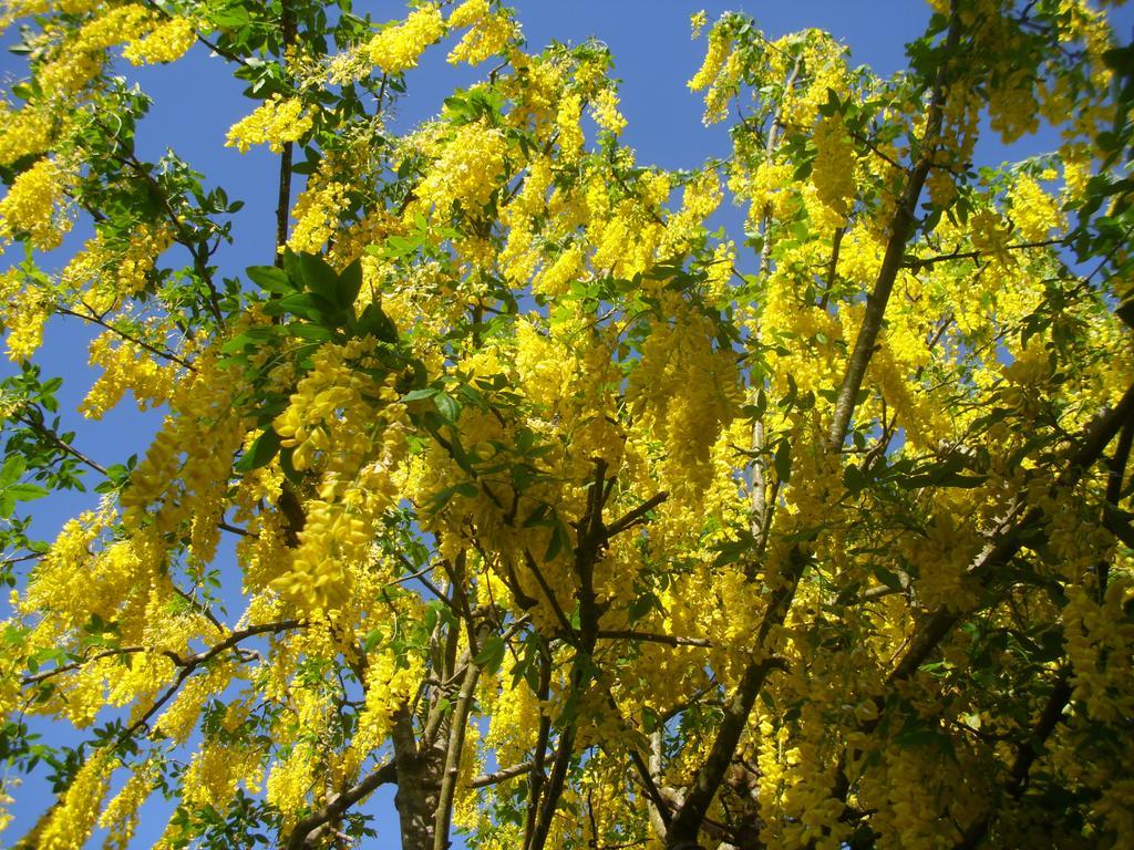 קנמארה Laburnum B&B מראה חיצוני תמונה